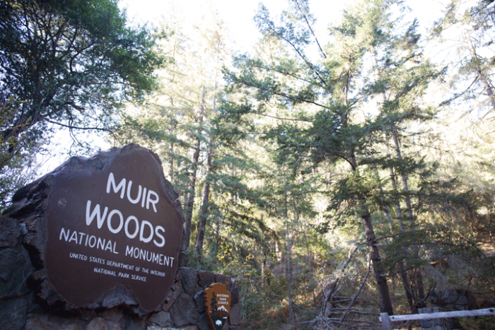 muir-woods
